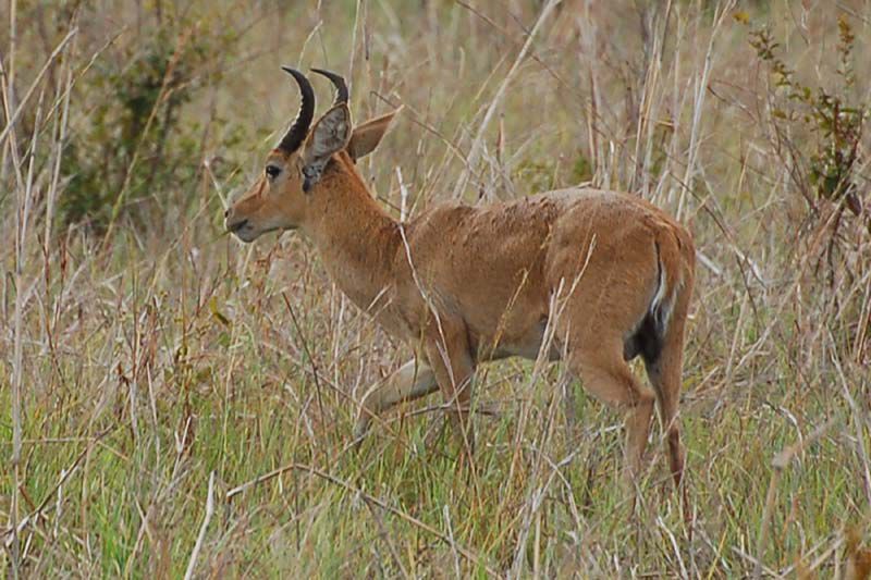 Reedbucks